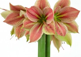 hippeastrum Exotic Star (1)